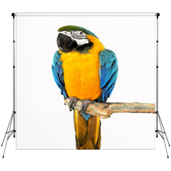 Parrot On A Branch Custom Size Backdrop