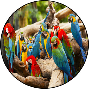 Parrot Round Rug