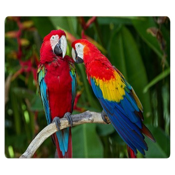 Parrot Rugs