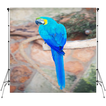 Parrot Sitting On Branch In Custom Size Backdrop