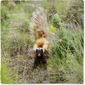 Patagonian Hog-nosed Skunk Baby Blanket