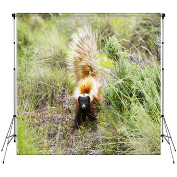 Patagonian Hog-nosed Skunk Fleece Backdrop
