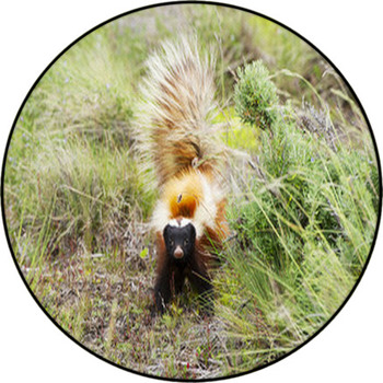 Patagonian Hog-nosed Skunk Round Rug