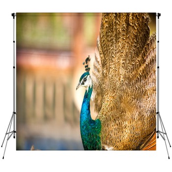 Peacock Backdrops