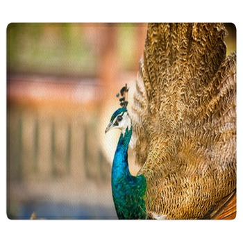 Peacock Rugs