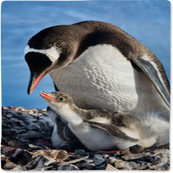 Penguins Nest Baby Blanket