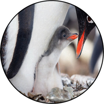 Penguins Nest Round Rug