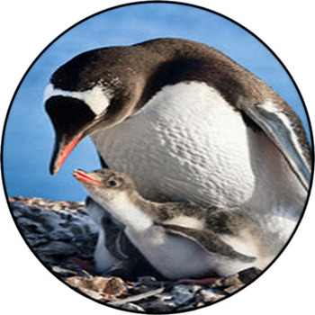 Penguins Nest Round Rug