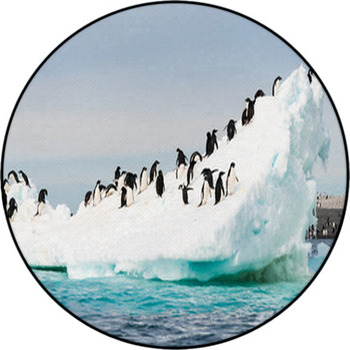 Penguins On The Snow Round Rug