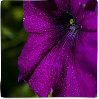Petunia Flower Baby Blanket