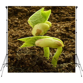 Phaseolus Vulgaris ?????? ???????????? Fleece Backdrop