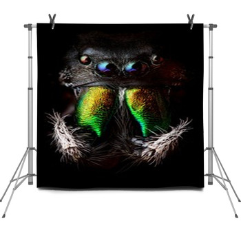 Phidippus Audax Jumping Spider Head Fleece Backdrop