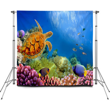 Photo Of A Coral Colony And Turtle Custom Size Backdrop