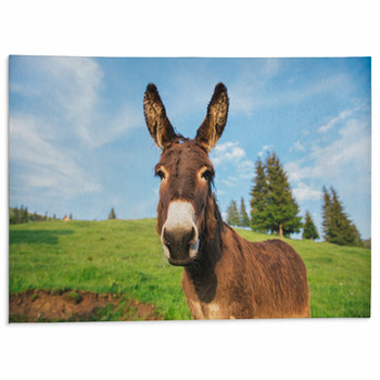Picture Of A Funny Donkey At Sunset Area Rug