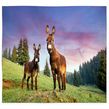 Picture Of A Funny Donkey At Custom Size Floor Mat