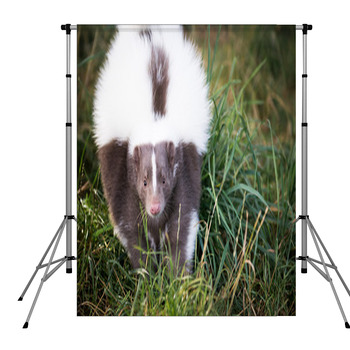 Picture Of A Skunk In The Grass Pole Pocket Backdrop