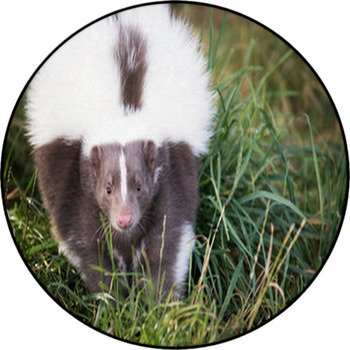 Picture Of A Skunk In The Grass Round Rug