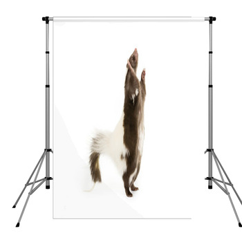 Picture Of A Skunk Standing On Its  Pole Pocket Backdrop