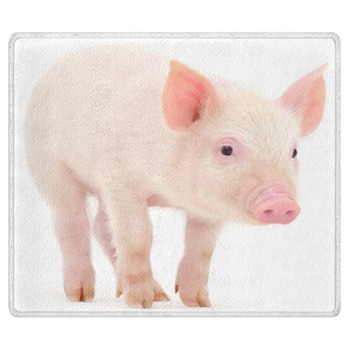 Pig Rugs
