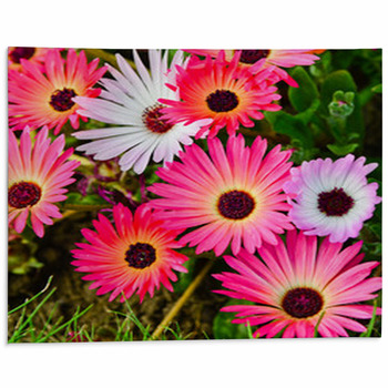 Pink And White Daisy Flowers Outdoor Area Rug