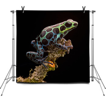 Poison Arrow Frog Peru Rain Forest Fleece Backdrop
