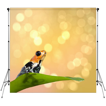 Poison Frog Fleece Backdrop