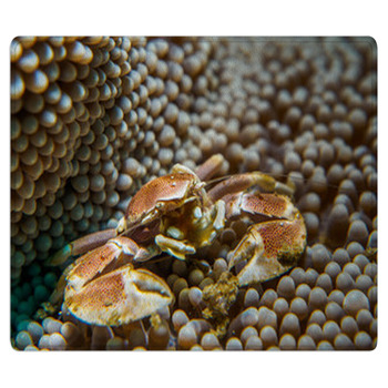 Porcelain Crab Area Rug
