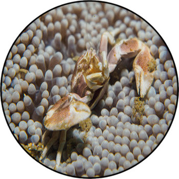 Porcelain Crab Round Rug