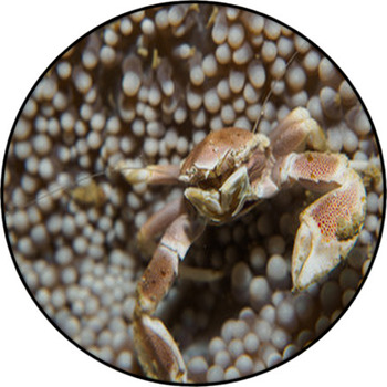 Porcelain Crab Round Rug