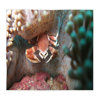 Porcelaine Crab In Sea Anemone, Custom Size Floor Mat