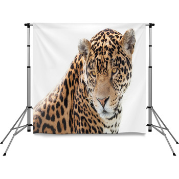 Portrait Of A Beautiful Jaguar Pole Pocket Backdrop