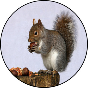 Portrait Of A Grey Squirrel Round Rug