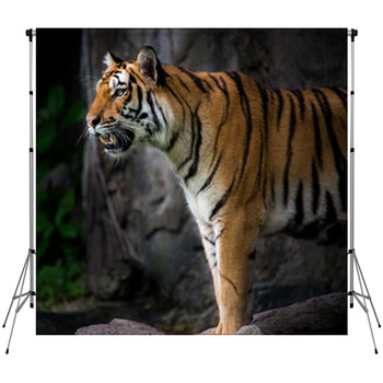 Portrait Of A Royal Bengal Tiger Fleece Backdrop