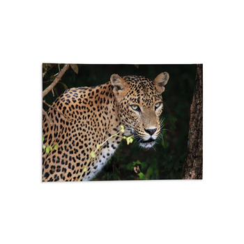 Portrait Of An Sri Lankan Leopard, Yala, Sri Area Rug