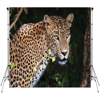 Portrait Of An Sri Lankan Leopard,  Custom Size Backdrop