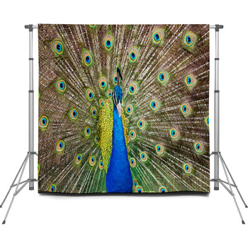 8x12 FT Peacock Vinyl Photography Backdrop,Male Peacock Feathers Springtime Wilderness Crowned Majestic Artsy Animal Pattern Background for Party Home Decor Outdoorsy Theme Shoot Props 