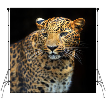 Portrait Of Leopard In Its Natural  Custom Size Backdrop