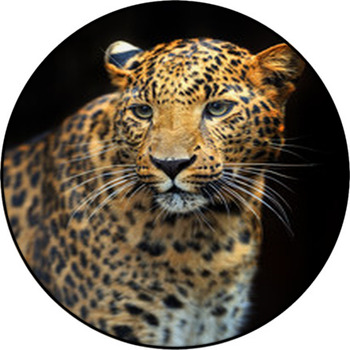 Portrait Of Leopard In Its Natural Habitat Round Rug
