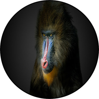 https://www.visionbedding.com/images/theme/portrait-of-male-mandrill-monkey-on-black-background-round-rug-333417508.jpg