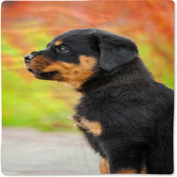 Portrait Of Rottweiler Puppy Baby Blanket