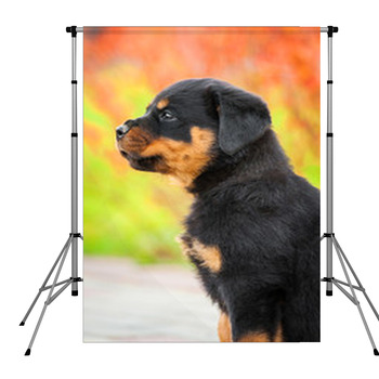 Portrait Of Rottweiler Puppy Pole Pocket Backdrop