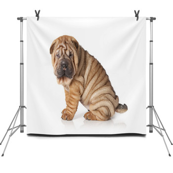 Portrait Of Sharpei Puppy Dog Fleece Backdrop