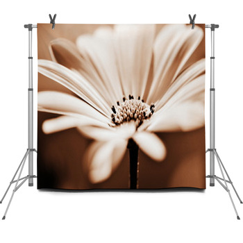 Pretty Daisy, Shallow Depth Of Field Fleece Backdrop