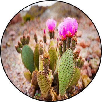 Cactus Rugs & Custom Size Floor Mats