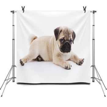 Pug Puppy Fleece Backdrop
