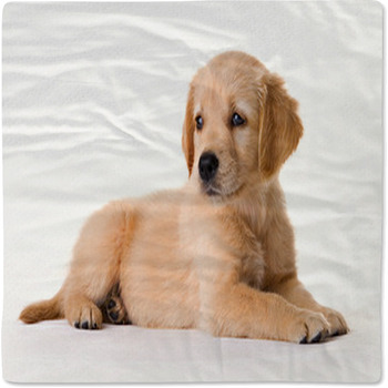 Puppy Baby Blanket