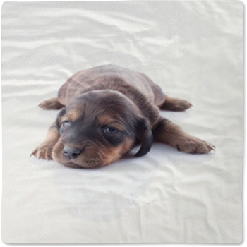 Puppy Baby Blanket