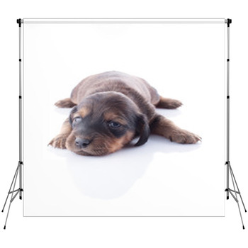 Puppy Fleece Backdrop