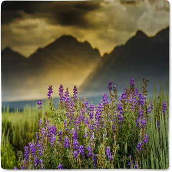 Purple Lupines In The Tetons Baby Blanket
