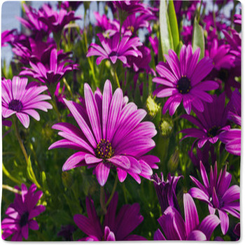 Purple Osteopermum African Daisies Close-up. Baby Blanket